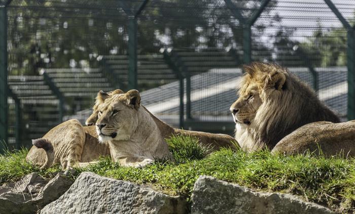 Folly Farm Lions